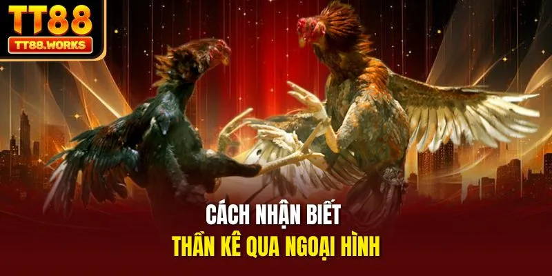 Cách nhận biết thần kê qua ngoại hình