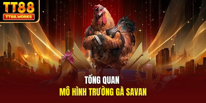 Tổng quan mô hình trường gà Savan